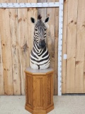 Beautiful Zebra Pedestal Taxidermy Mount