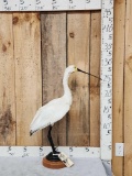 African Spoonbill Full Body Bird Taxidermy