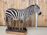 Spectacular Zebra Full Body Taxidermy Mount