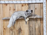 Pretty Blue Ranch Fox Full Body Taxidermy Mount