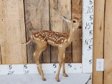 Whitetail Fawn Full Body Taxidermy Mount