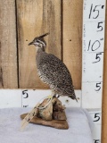 Quebracho Crested Tinamou Full Body Bird Taxidermy