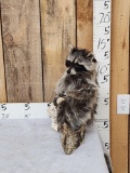 Raccoon In A Birch Bark Canoe Taxidermy