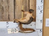 Squirrel On A Stripper Pole Taxidermy