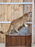 Mountain Lion Cougar Full Body Taxidermy Mount