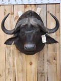 African Cape Buffalo Shoulder Mount Taxidermy