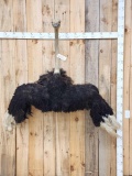 Ostrich Half Body Bird Taxidermy