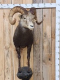 Nice Stone Sheep Half Body Taxidermy Mount