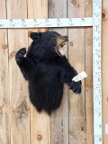 Black Bear Half Body Taxidermy Mount
