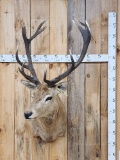 Big Red Stag Shoulder Mount Taxidermy