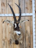 African Roan Antelope Shoulder Mount Taxidermy