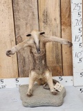 Tamandua Ant Eater Full Body Taxidermy Mount
