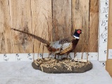 Ringneck Pheasant Full Body Bird Taxidermy