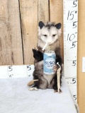 Naughty Opossum Full Body Taxidermy Mount