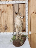 Coyote Full Body Taxidermy Mount