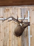 6x6 Elk Shoulder Mount Taxidermy