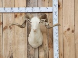Texas Dall Ram Sheep Shoulder Mount Taxidermy