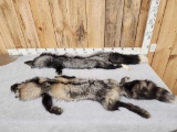 2 Ranch Fox Soft Tanned Furs Taxidermy
