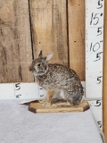 Bunny Rabbit Full Body Taxidermy Mount