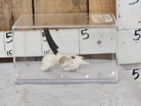 African Steenbok Skull Taxidermy