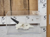 African Duiker Skull Taxidermy