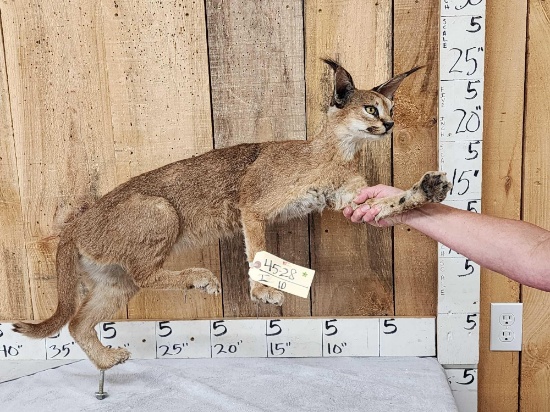 African Caracal Cat Full Body Taxidermy Mount