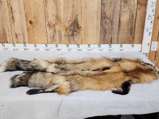 2 Ranch Fox Soft Tanned Furs Taxidermy