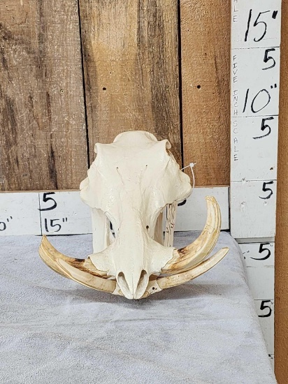 African Warthog Skull Taxidermy