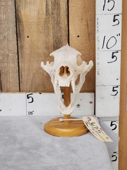 Big Black Bear Skull On Stand Taxidermy