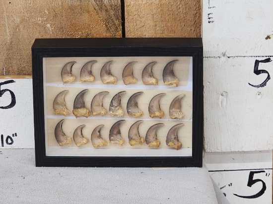 20 Black Bear Claws Taxidermy