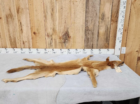 Australian Dingo Soft Tanned Fur Taxidermy
