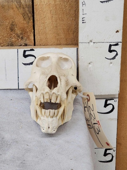 African Chakma Baboon Skull Taxidermy