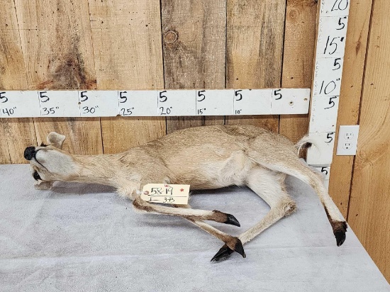 African Duiker Full Body Taxidermy Mount