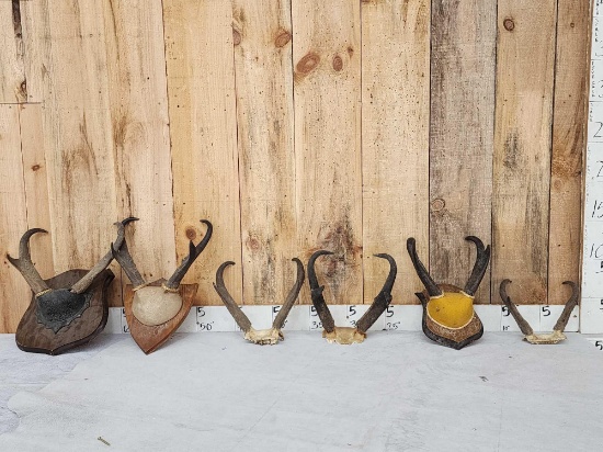 6 Sets Of Pronghorn Antelope Horns Taxidermy