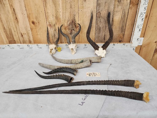 African Horns & Skulls Lot