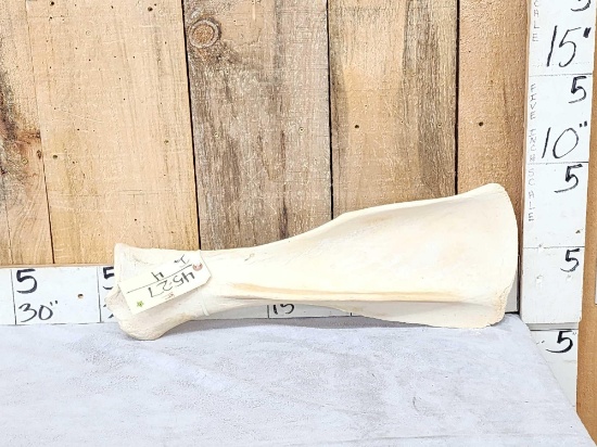 Giraffe Scapula Bone Taxidermy