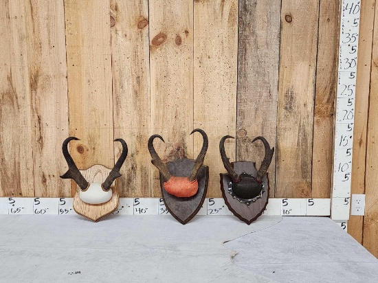 3 Sets Of Pronghorn Antelope Horns On Plaques