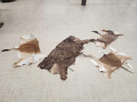4 Tanned African Back Hides Taxidermy
