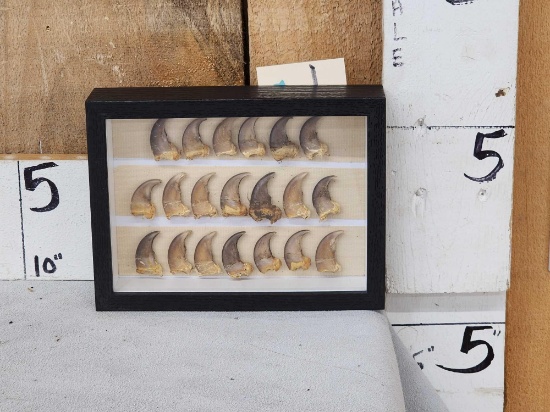 20 Black Bear Claws Taxidermy