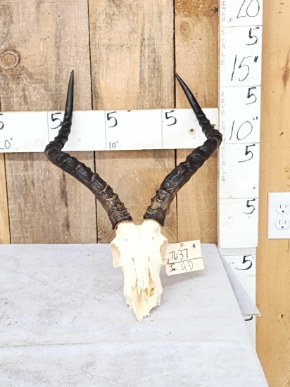 African Impala Skull Taxidermy