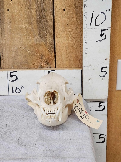 Black Bear Skull Taxidermy