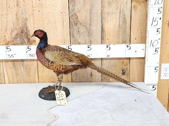 Vintage Pheasant Full Body Bird Taxidermy