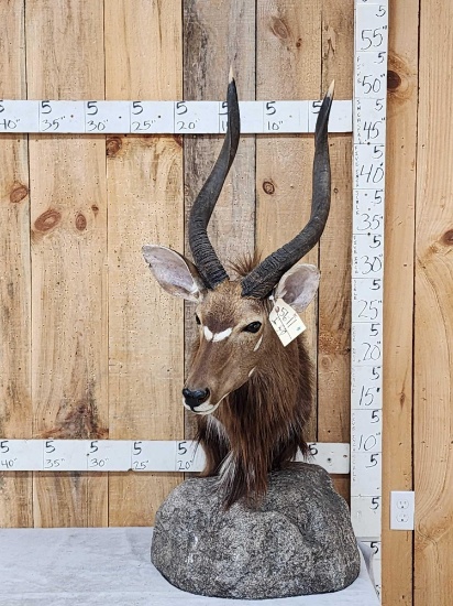 African Nyala Table Top Pedestal Taxidermy Mount
