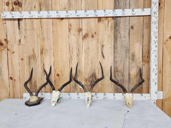 4 Sets Of African Impala Horns On Skulls & Plaque