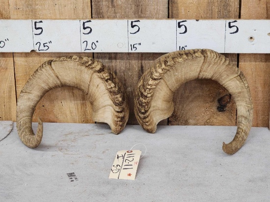 Pair Of Alaskan Dall Sheep Horns Taxidermy