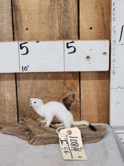 Weasel On Driftwood Taxidermy Mount