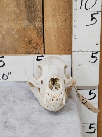 Black Bear Skull Taxidermy