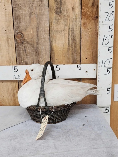 White Chinese Goose In A Basket Full Body Bird Taxidermy