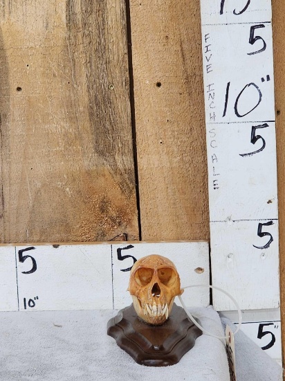 Vervet Monkey Skull On Plaque Taxidermy