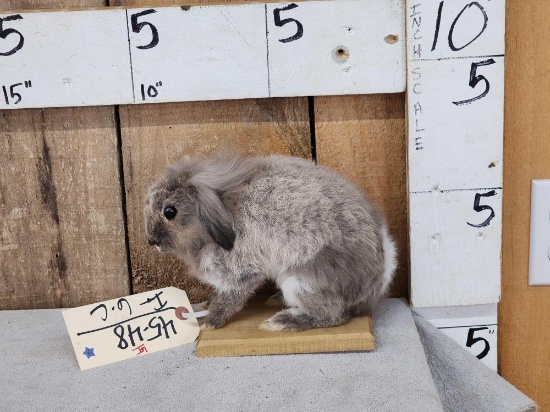 Harlequin Bunny Rabbit Full Body Taxidermy Mount